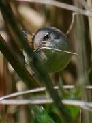 Common Whitethroat