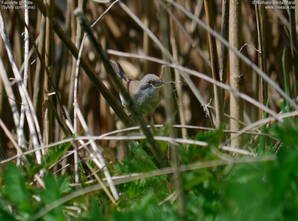 Common Whitethroat male adult breeding, identification, habitat, Reproduction-nesting, Behaviour