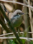 Common Whitethroat