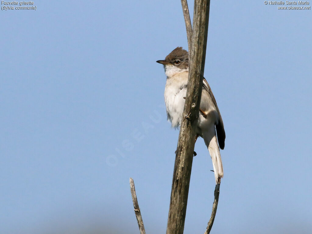 Fauvette grisette mâle adulte, identification, Comportement