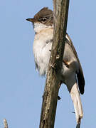 Common Whitethroat