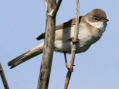 Common Whitethroat