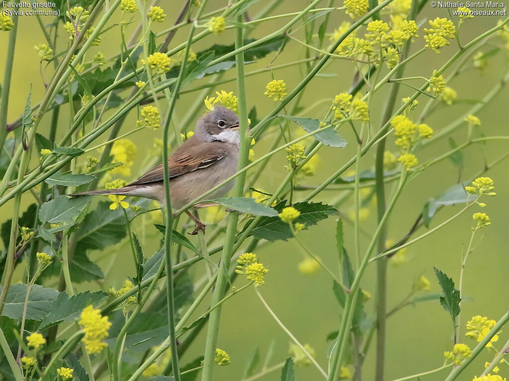 Fauvette grisette mâle adulte, identification, habitat, chant