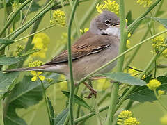 Common Whitethroat