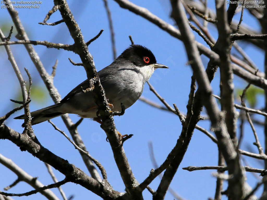 Sardinian Warbler male adult breeding, identification, habitat, Behaviour