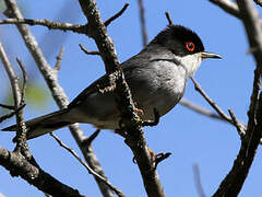 Sardinian Warbler