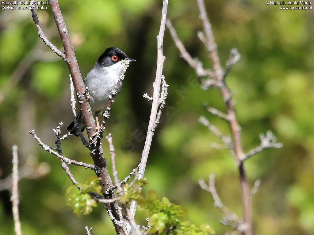 Sardinian Warbler male adult breeding, identification, habitat, Behaviour