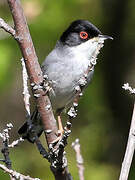 Sardinian Warbler