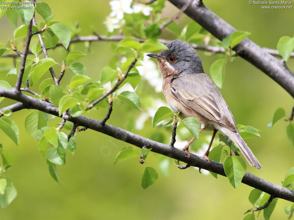 Western Subalpine Warbler male adult breeding, identification, habitat, Behaviour