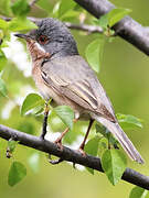 Western Subalpine Warbler