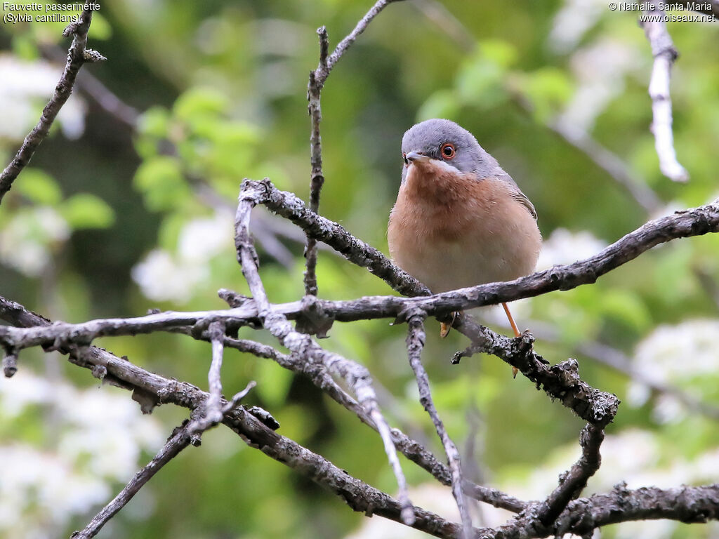 Fauvette passerinette mâle adulte nuptial, identification, habitat, Comportement