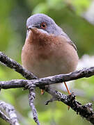 Western Subalpine Warbler