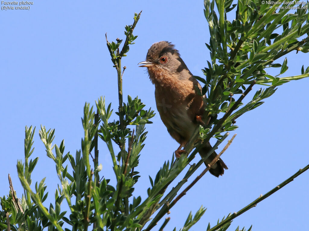 Fauvette pitchou mâle adulte nuptial, identification, habitat, chant