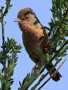 Dartford Warbler