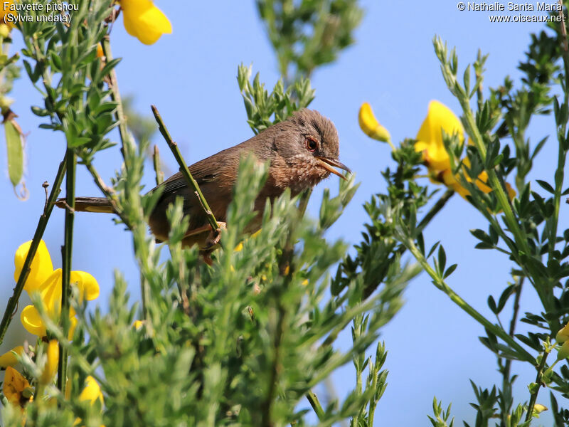 Dartford Warbler male adult breeding, identification, song