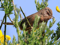 Dartford Warbler