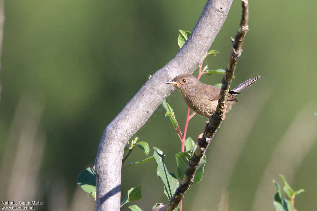 Dartford Warbler female adult, Behaviour