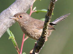 Dartford Warbler