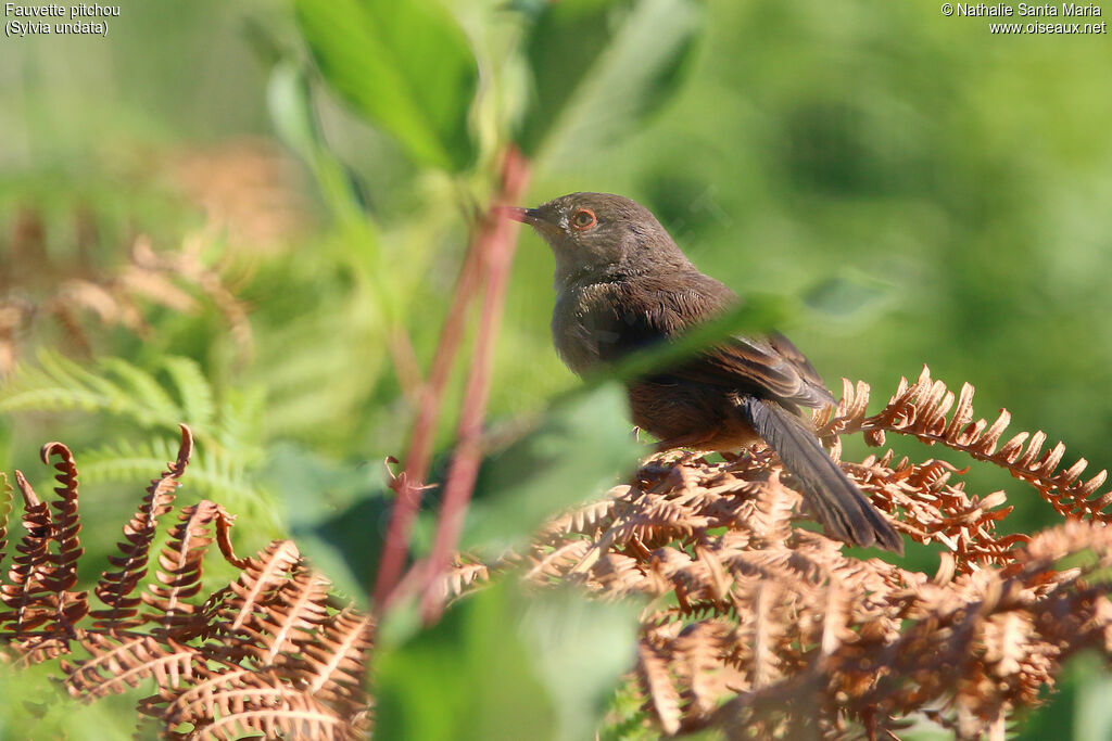 Fauvette pitchou femelle adulte, identification, habitat, Comportement