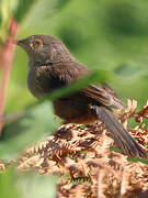 Dartford Warbler