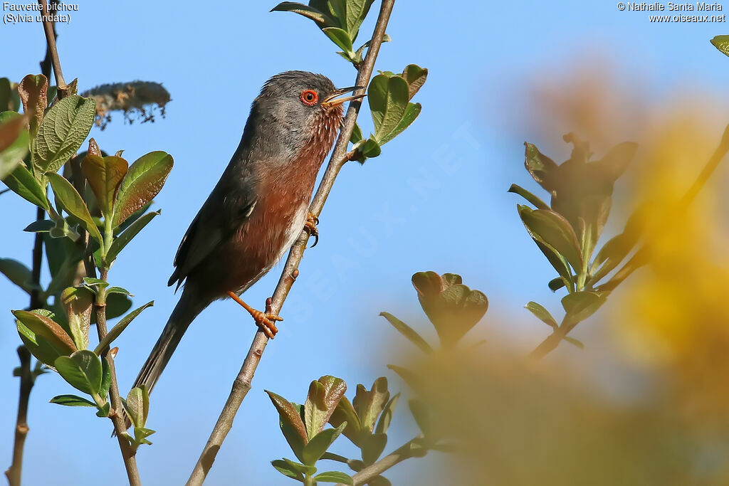 Dartford Warbler male adult breeding, song