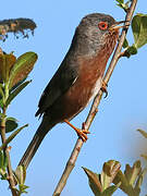 Dartford Warbler