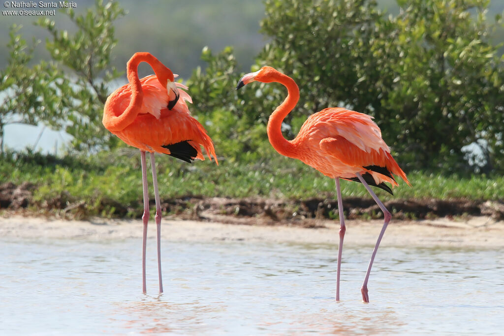 Flamant des Caraïbesadulte, identification