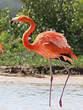 Flamant des Caraïbes