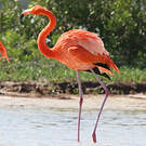 Flamant des Caraïbes