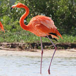 Flamant des Caraïbes