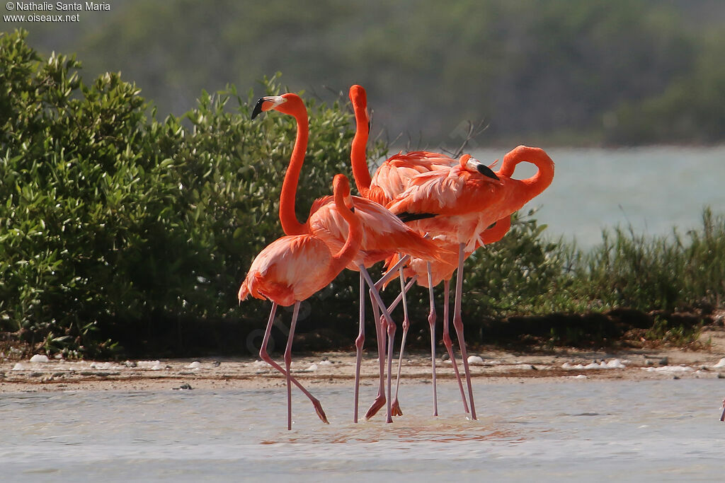 American Flamingoadult, identification, care