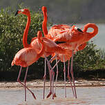 Flamant des Caraïbes
