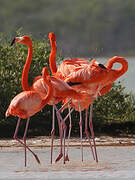 Flamant des Caraïbes