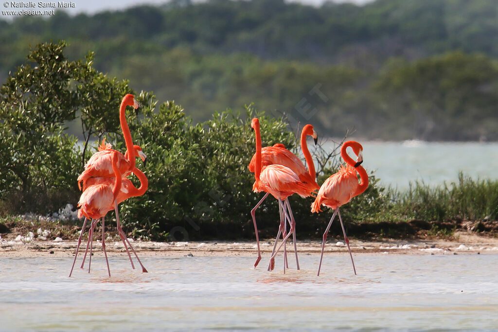 American Flamingoadult, walking