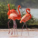 Flamant des Caraïbes