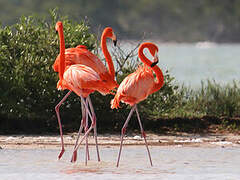 American Flamingo