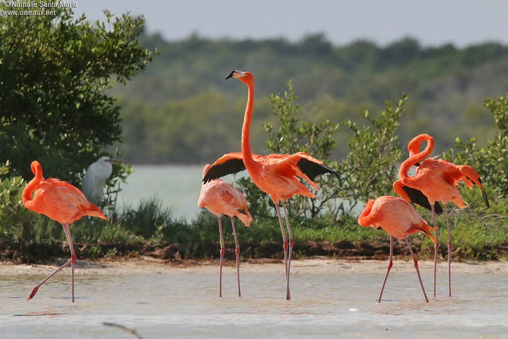 Flamant des Caraïbesadulte