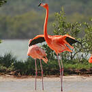 Flamant des Caraïbes