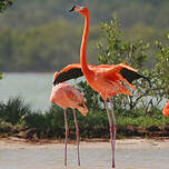 Flamant des Caraïbes