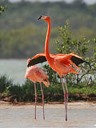 Flamant des Caraïbes