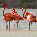 Flamant des Caraïbes