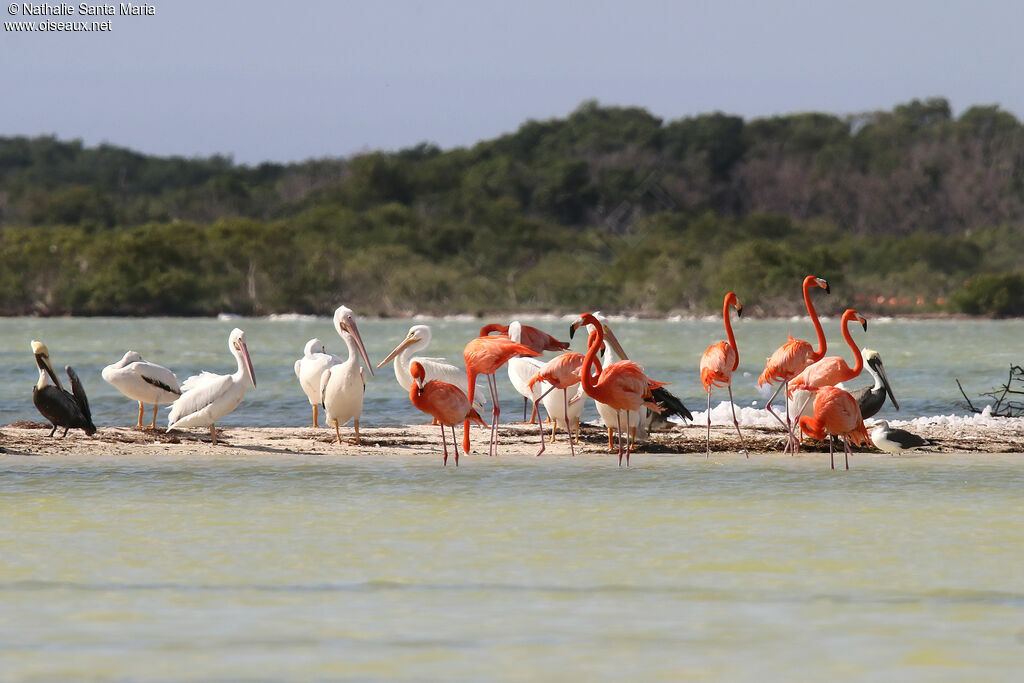 American Flamingoadult, habitat