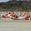 Flamant des Caraïbes