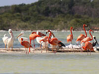 Flamant des Caraïbes