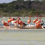 Flamant des Caraïbes