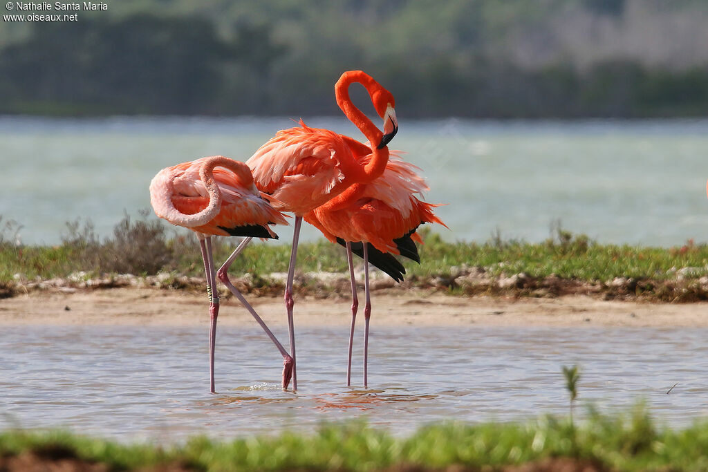 American Flamingoadult, identification