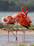 Flamant des Caraïbes