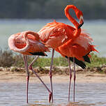 Flamant des Caraïbes