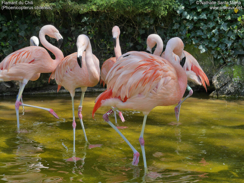 Chilean Flamingoadult, Behaviour