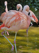 Chilean Flamingo